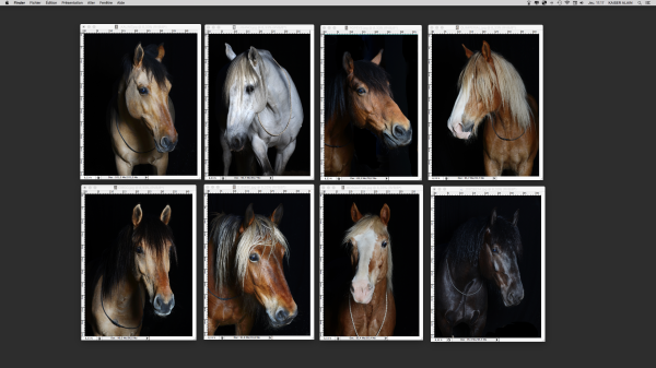 EQUINOTE : Cavalerie