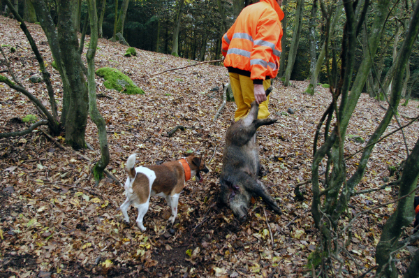 Massif duHt Koenigsbourg/Alsace : Chasse de la St Hubert