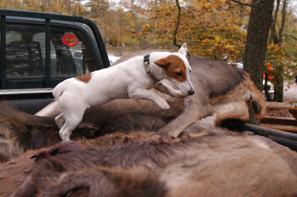 Massif du Ht Koenigsbourg: /Alsace : Chasse de la St Hubert