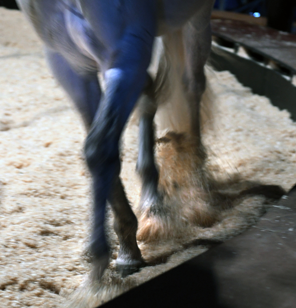 Equinoxe: Cirque théâtre équestre