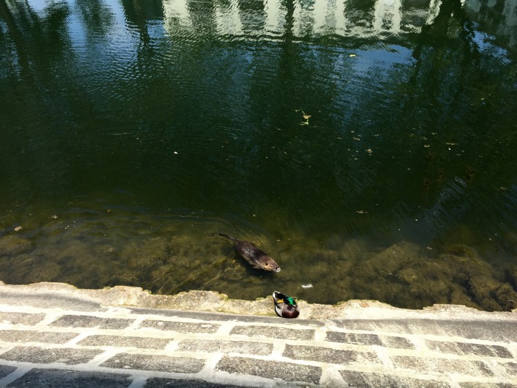 Strasbourg: bassin Dusuzeau