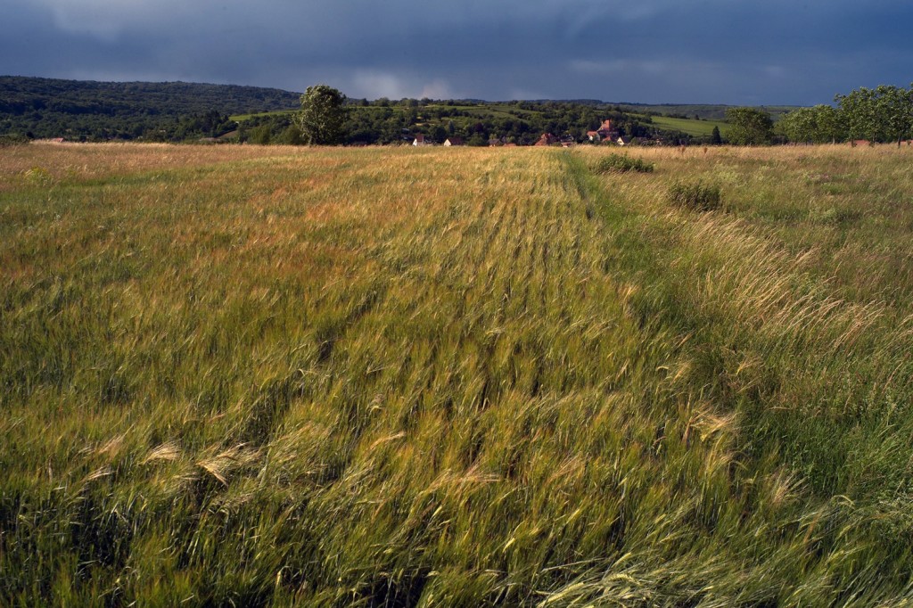 BOERSCH Plateau