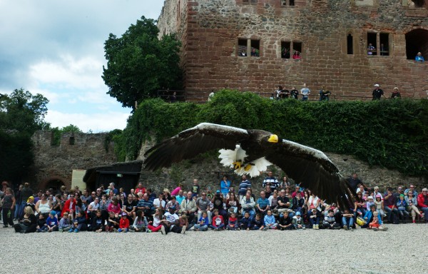 Kinsheim/Alsace: La volerie des aigles.