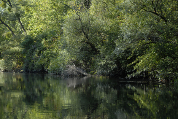 Rhinau : Les bras morts du rhin